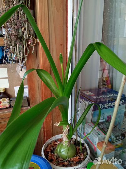 Индийский лук