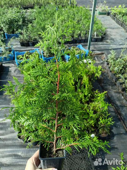 Туя западная 