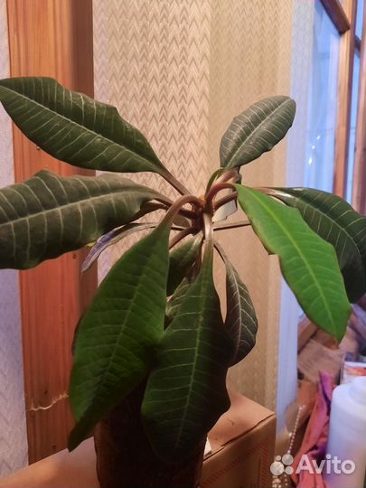 Кактусы