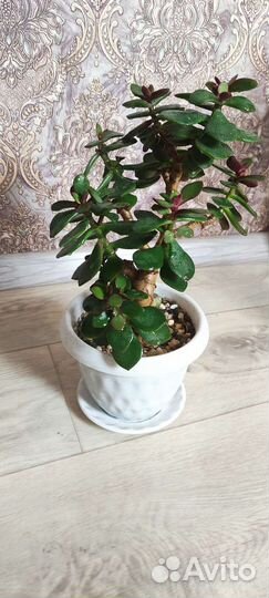 Денежное дерево Толстянка крассула (обликва)