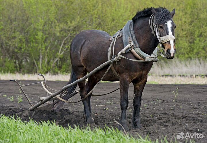 Плуг лошадиный