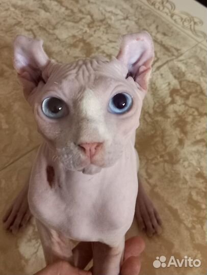 Канадский сфинкс эльф вязка