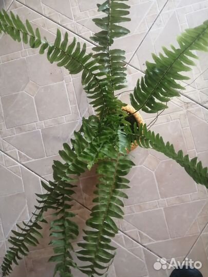 Папоротник и бегония