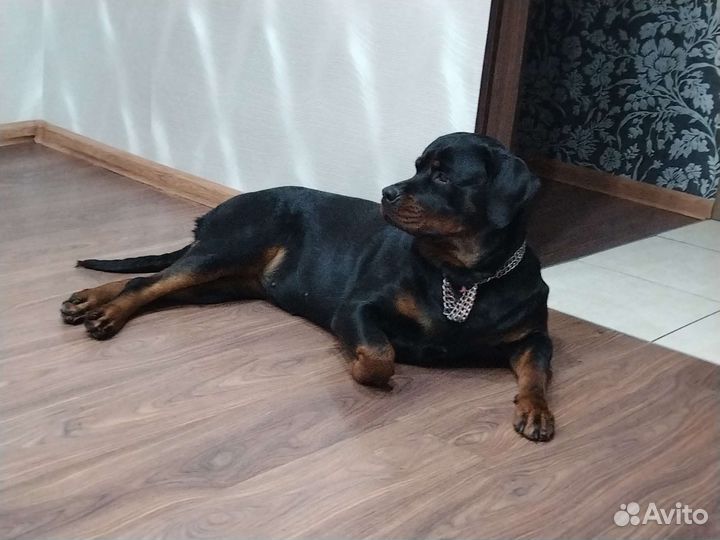 Щенки ротвейлера продажа новосибирская область