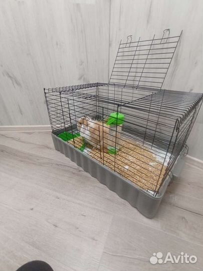 Декоративный кролик (вислоухий)