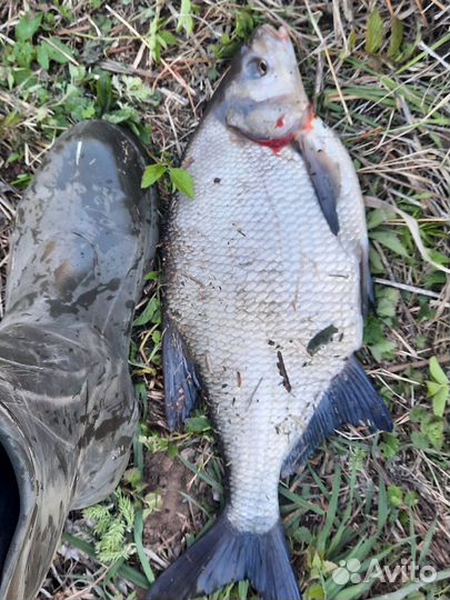 Продам леща