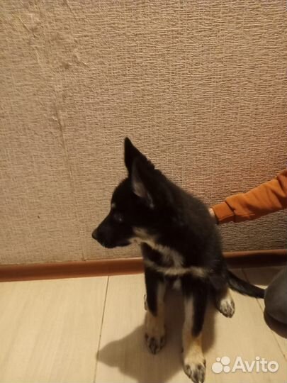 Щенок в добрые руки