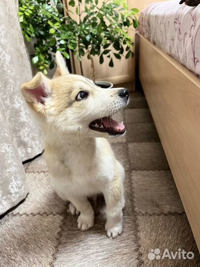 Щенок мальчик