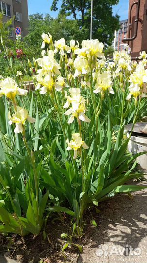 Цветы ирисы