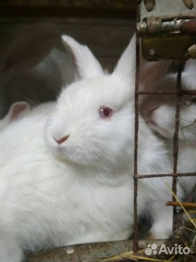 Крольчата белый панон.мясо.аренда
