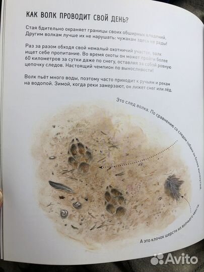 Книга миф ‘Медведь в природе’