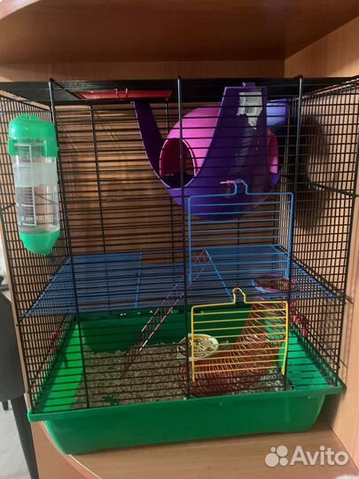 Крысы дамбо