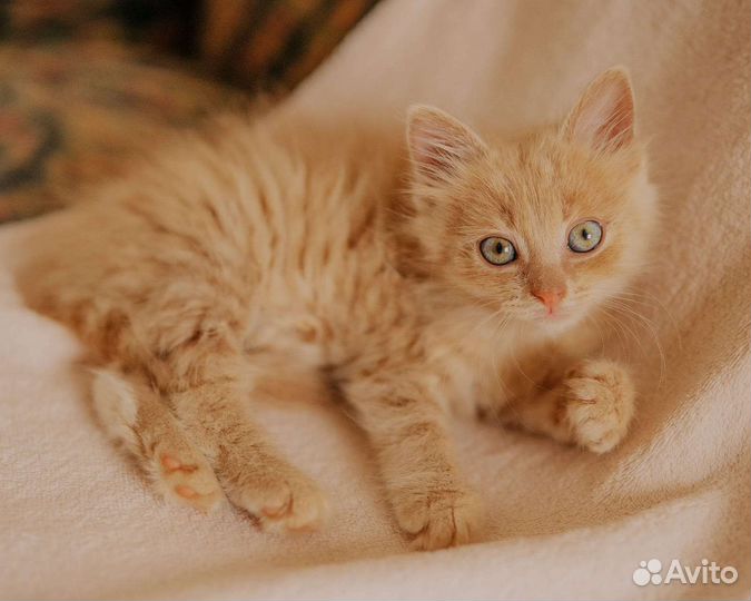 Пушистый рыжий котенок в дар 1,5 мес