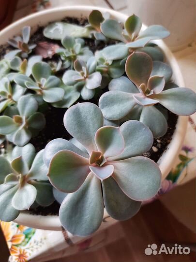 Суккуленты