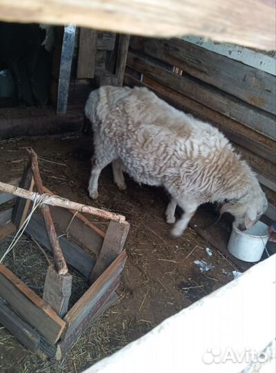 Курдючные бараны