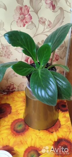 Комнатные цветы 1