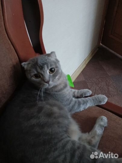 Шотландские вислоухие котята