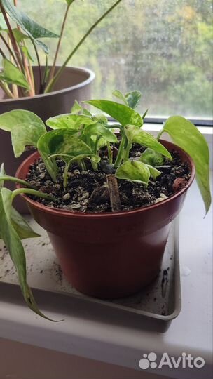 Сциндапсус, Сингониум, Сансевиэрия сортовая