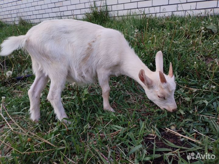 Зааненские, чешские, альпийские козочки и козлик