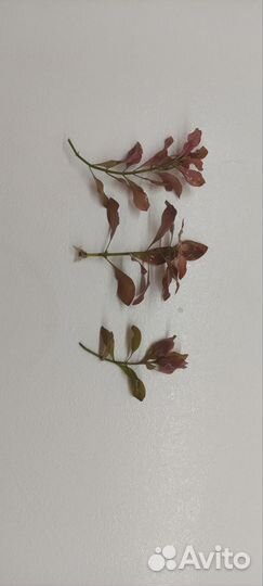 Людвигия железистая (Ludwigia glandulosa)