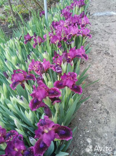 Ирисы карликовые