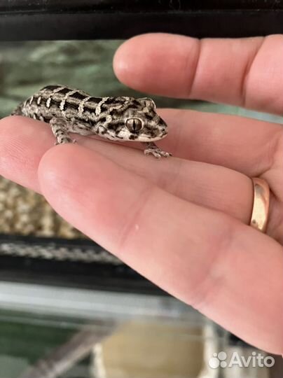 Галюковый геккон