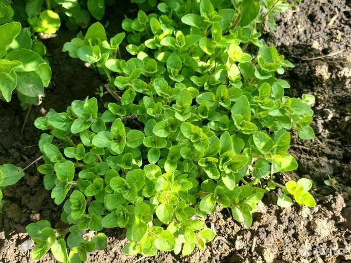 Лекарственные растения