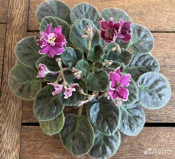 Сенполия ек-Виктория спорт(белая кайма)