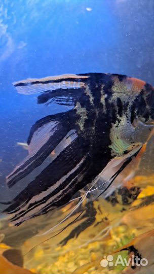 Рыбки скалярии