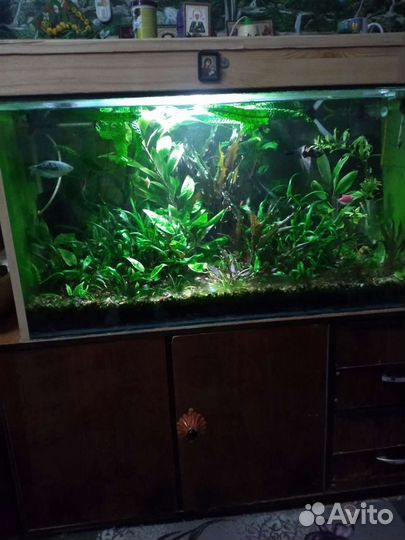 Аквариум
