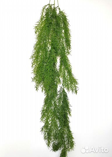 Растения для деталей аспарагус длинный опт