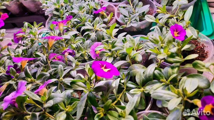 Калибрахоа, петуния, неукор