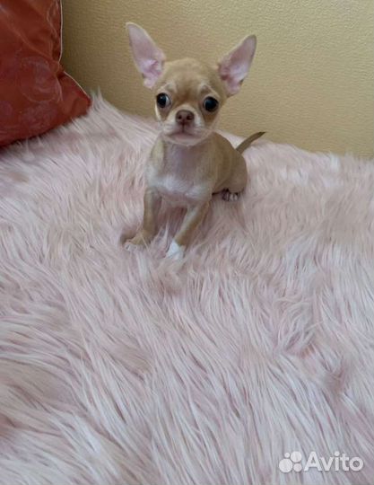 Девочки чихуахуа
