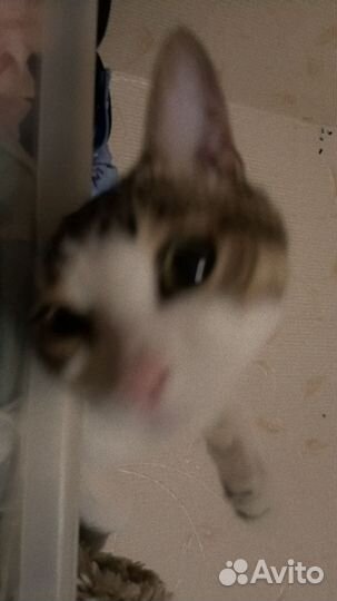 Кот (родители Вислоухая кошка и Бурманский кот)