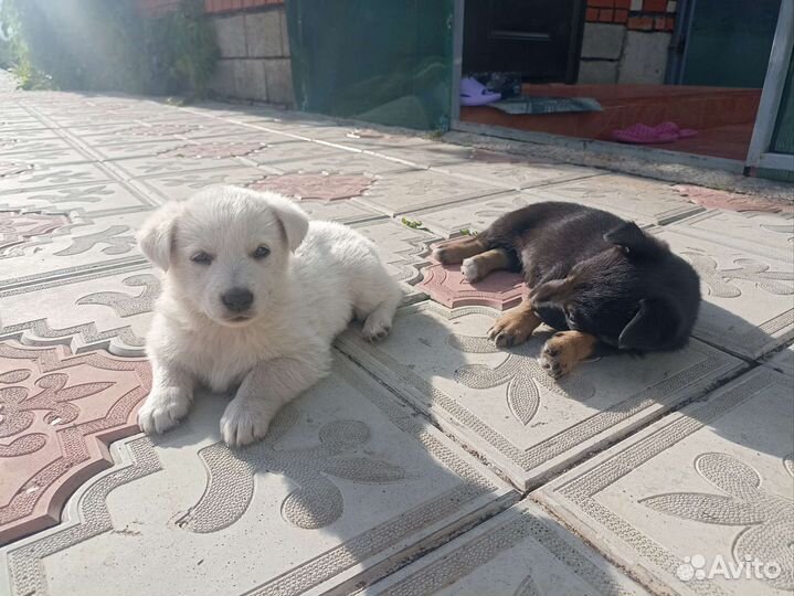 Собака в добрые руки