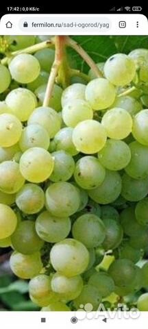 Саженцы винограда