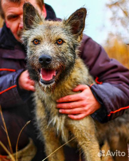 Пёс в добрые руки