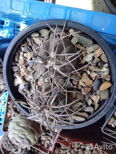 Кактусы редкие