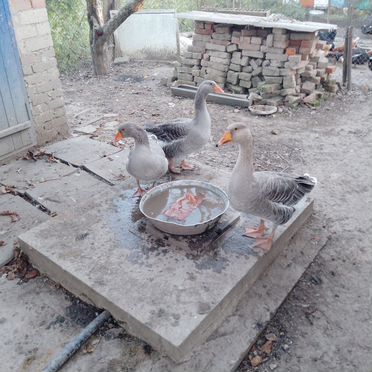 Гуси