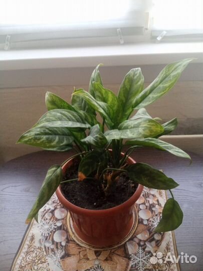 Комнатные цветы