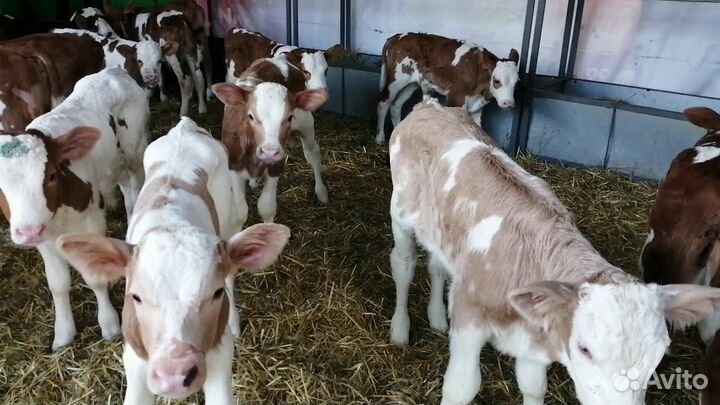 Телята бычки, телки