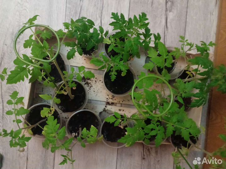 Рассада помидор