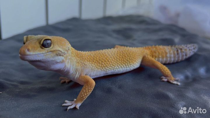 Ящерица эублефар самец и самки