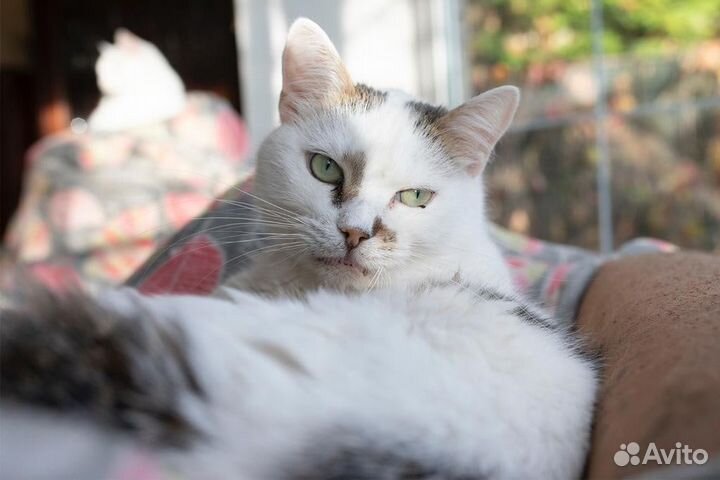 Грустный день рождения крылатого кота Зорана