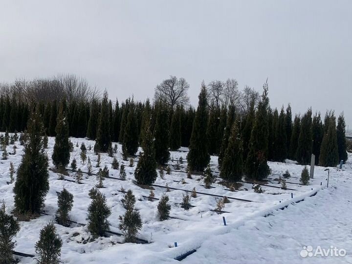 Туи брабанд и смарагд оптом