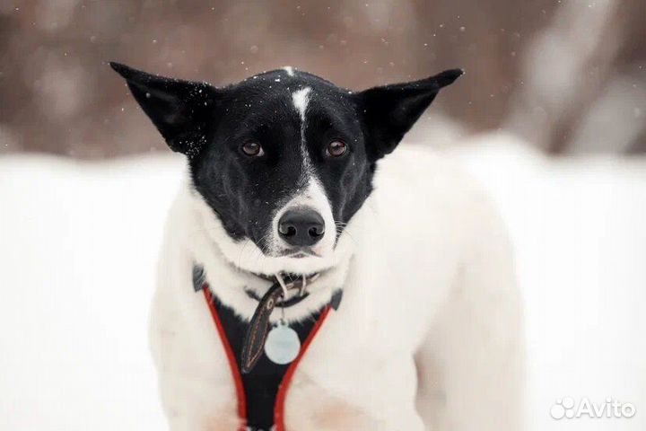 Красавица Грея в поисках дома и хозяина