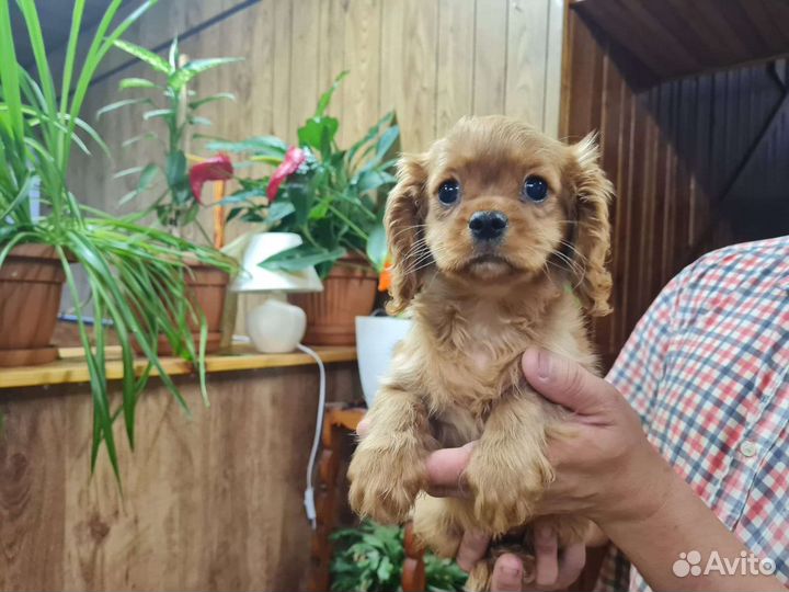 Кавалер кинг Чарльз спаниель