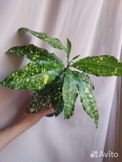 Комнатные растения.Разные