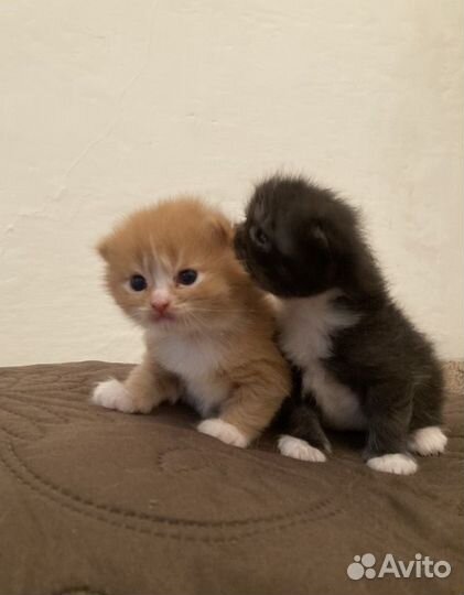 Котята в добрые руки бесплатно