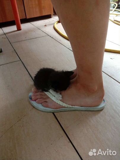 Котенку нужна помощь